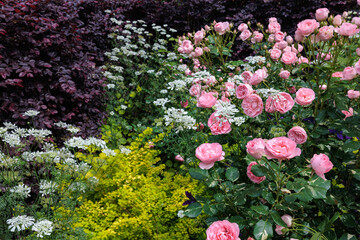 Beautiful pink roses and orlaya grandiflora flowers blooming in the early summer garden.