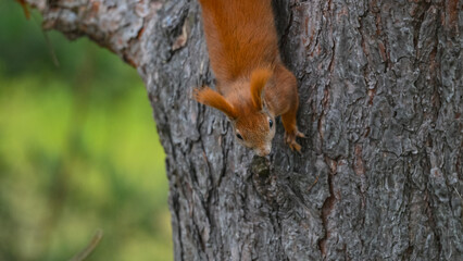 Agile Red Squirrel Climbing Down Tree Trunk