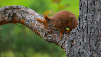 Fototapeta premium Curious Young Red Squirrel Peering Down from Pine Bough