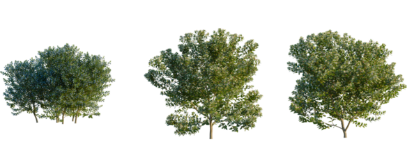 Myrtus communis tree, front view, cutout, transparent background, isolate, Ornamental trees for landscape design, perfect for adding natural beauty