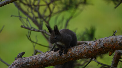 Dark Morph Red Squirrel with White Bib Perched on Pine