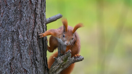 Curious Red Squirrel in Acrobatic Pose on Tree Trunk