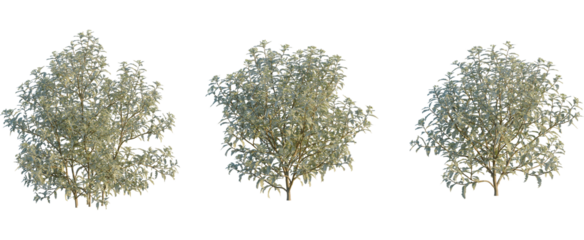 Olearia macrodonta tree, front view, cutout, transparent background, isolate, Three beautiful flowering bushes, perfect for garden designs and landscaping