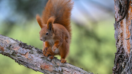 Playful Red Squirrel with Lifted Paw on Pine Branch