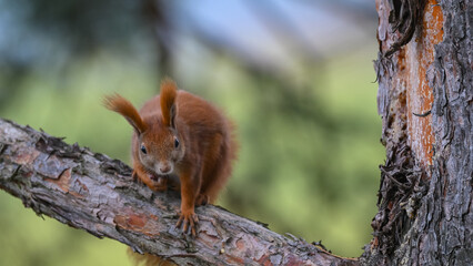 Curious Red Squirrel Perched on a Pine Branch