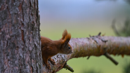 Cautious Red Squirrel Peeking from Behind Pine Tree