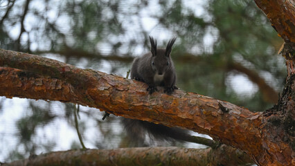 Dark Morph Red Squirrel with White Bib Perched on Pine