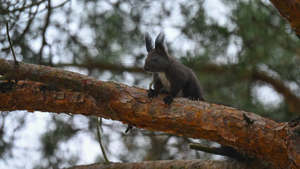 Dark Morph Red Squirrel with White Bib Perched on Pine
