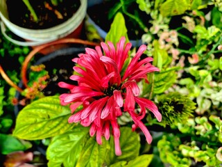 Vibrant Magenta or Red Justicia Flower Cluster © Fitri