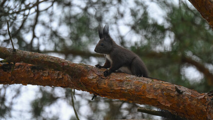 Dark Morph Red Squirrel with White Bib Perched on Pine