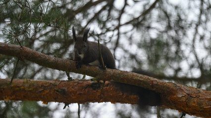 Dark Morph Red Squirrel with White Bib Perched on Pine