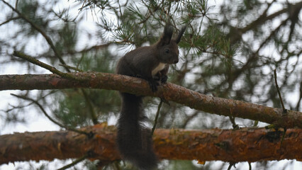 Dark Morph Red Squirrel with White Bib Perched on Pine