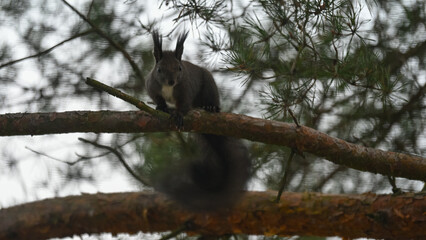 Dark Morph Red Squirrel with White Bib Perched on Pine
