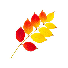 Naklejka premium Autumn branch with red and yellow leaves isolated on transparent background