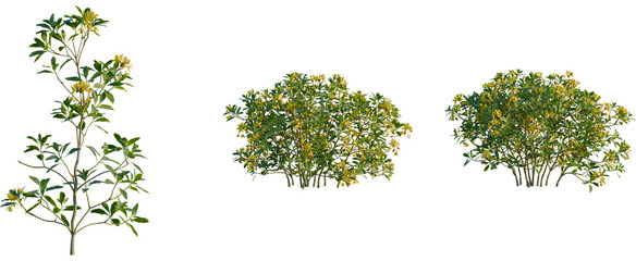 Rhododendron luteum tree, front view, cutout, transparent background, isolate, Ornamental flowering shrubs for landscaping design and garden projects