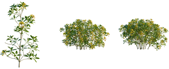 Rhododendron luteum tree, front view, cutout, transparent background, isolate, Ornamental flowering shrubs for landscaping design and garden projects