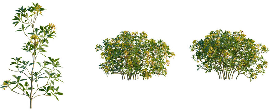 Rhododendron luteum tree, front view, cutout, transparent background, isolate, Ornamental flowering shrubs for landscaping design and garden projects