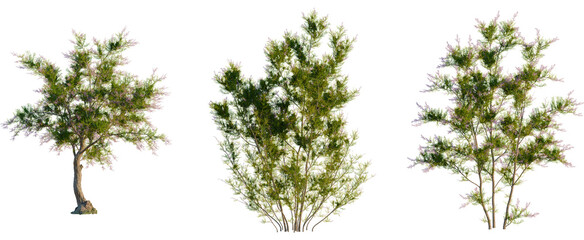 Tamarix ramosissima tree, front view, cutout, transparent background, isolate, Three beautiful green trees with vibrant foliage for nature designs