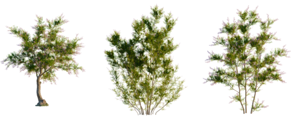 Tamarix ramosissima tree, front view, cutout, transparent background, isolate, Three beautiful green trees with vibrant foliage for nature designs