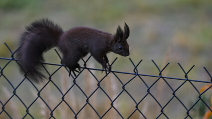 Dark Morph Squirrel on Chain-Link Fence