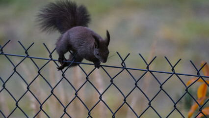 Dark Morph Squirrel on Chain-Link Fence