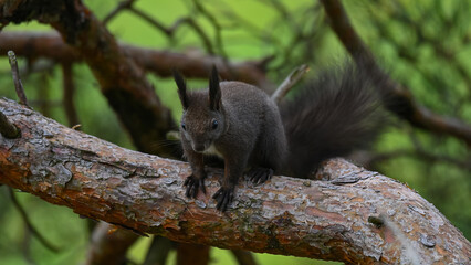 Obraz premium Alert Dark Morph Red Squirrel on a Pine Branch