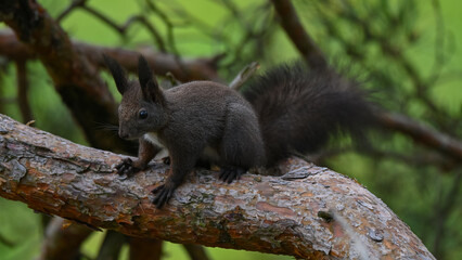 Alert Dark Morph Red Squirrel on a Pine Branch