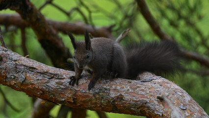 Alert Dark Morph Red Squirrel on a Pine Branch