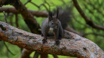Alert Dark Morph Red Squirrel on a Pine Branch