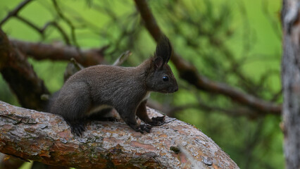 Alert Dark Morph Red Squirrel on a Pine Branch