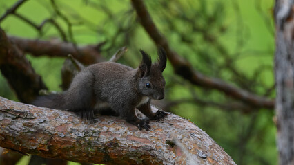 Alert Dark Morph Red Squirrel on a Pine Branch