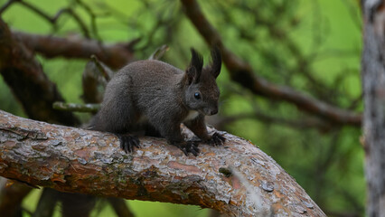 Alert Dark Morph Red Squirrel on a Pine Branch