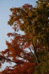 Farbenfroher Baum im Herbst in Lugano