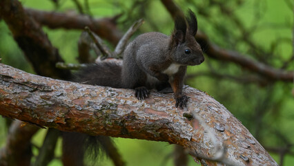 Alert Dark Morph Red Squirrel on a Pine Branch