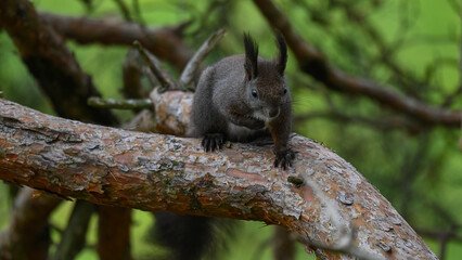 Obraz premium Alert Dark Morph Red Squirrel on a Pine Branch