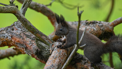 Striking Dark Morph Squirrel on Branch with Vibrant Green Bokeh