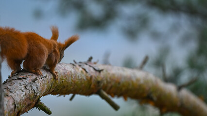 Inquisitive Red Squirrel Looks Down Intently from Pine Bough