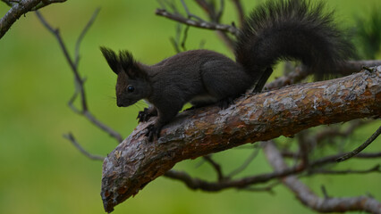 Alert Dark Morph Red Squirrel on a Pine Branch