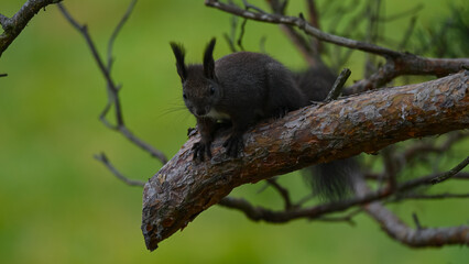 Alert Dark Morph Red Squirrel on a Pine Branch