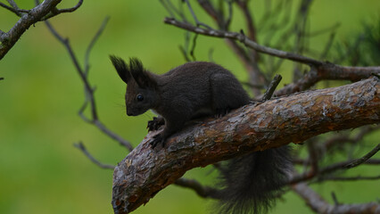 Alert Dark Morph Red Squirrel on a Pine Branch