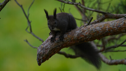 Alert Dark Morph Red Squirrel on a Pine Branch