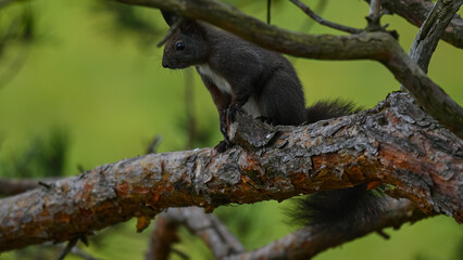 Alert Dark Morph Red Squirrel on a Pine Branch