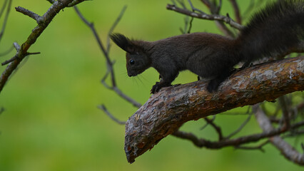 Alert Dark Morph Red Squirrel on a Pine Branch