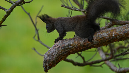 Alert Dark Morph Red Squirrel on a Pine Branch