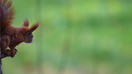 Inquisitive Red Squirrel Peeking Around Tree Trunk