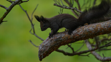 Alert Dark Morph Red Squirrel on a Pine Branch