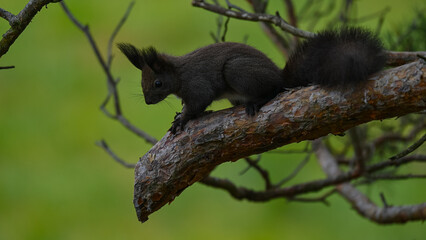 Alert Dark Morph Red Squirrel on a Pine Branch