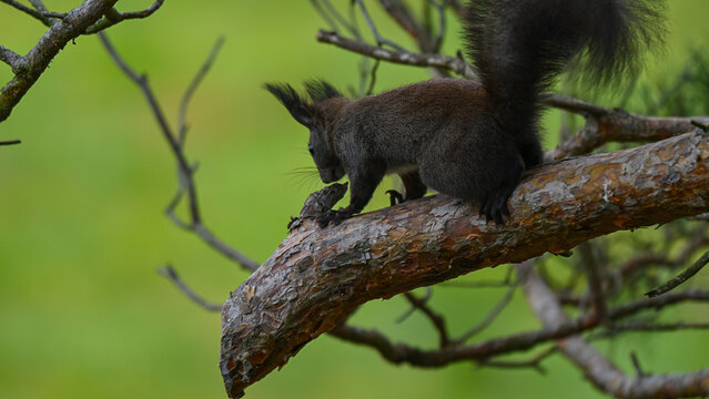 Alert Dark Morph Red Squirrel on a Pine Branch