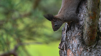 Agile Dark Morph Squirrel Climbing Down Pine Trunk