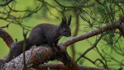 Alert Dark Morph Red Squirrel on a Pine Branch